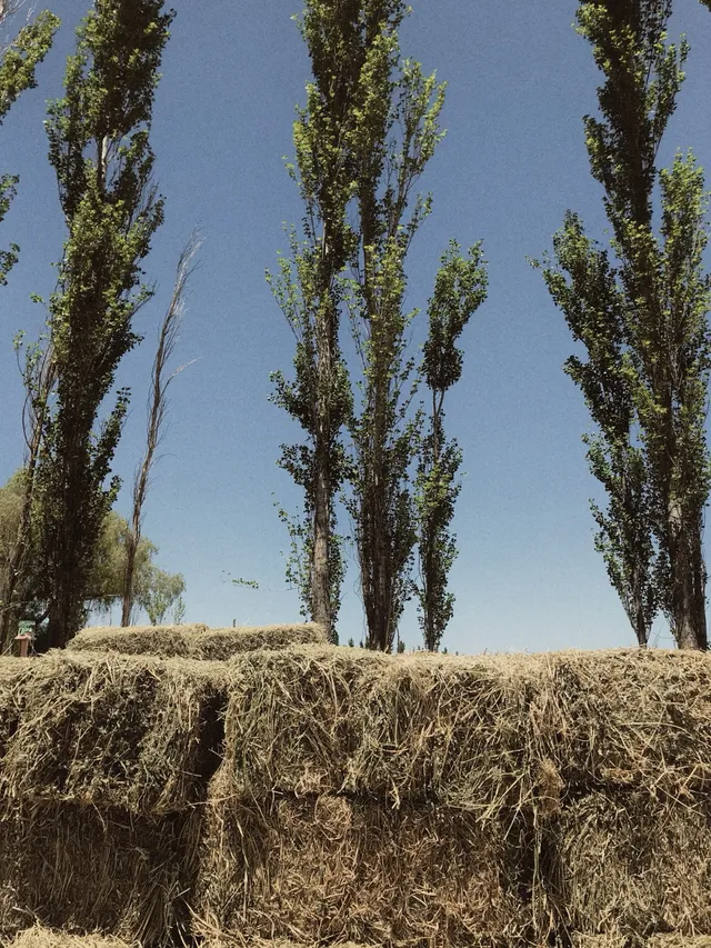 Hay bales under tall poplars on the farm in Argentina