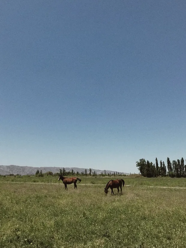 Horses grazing in a green field
