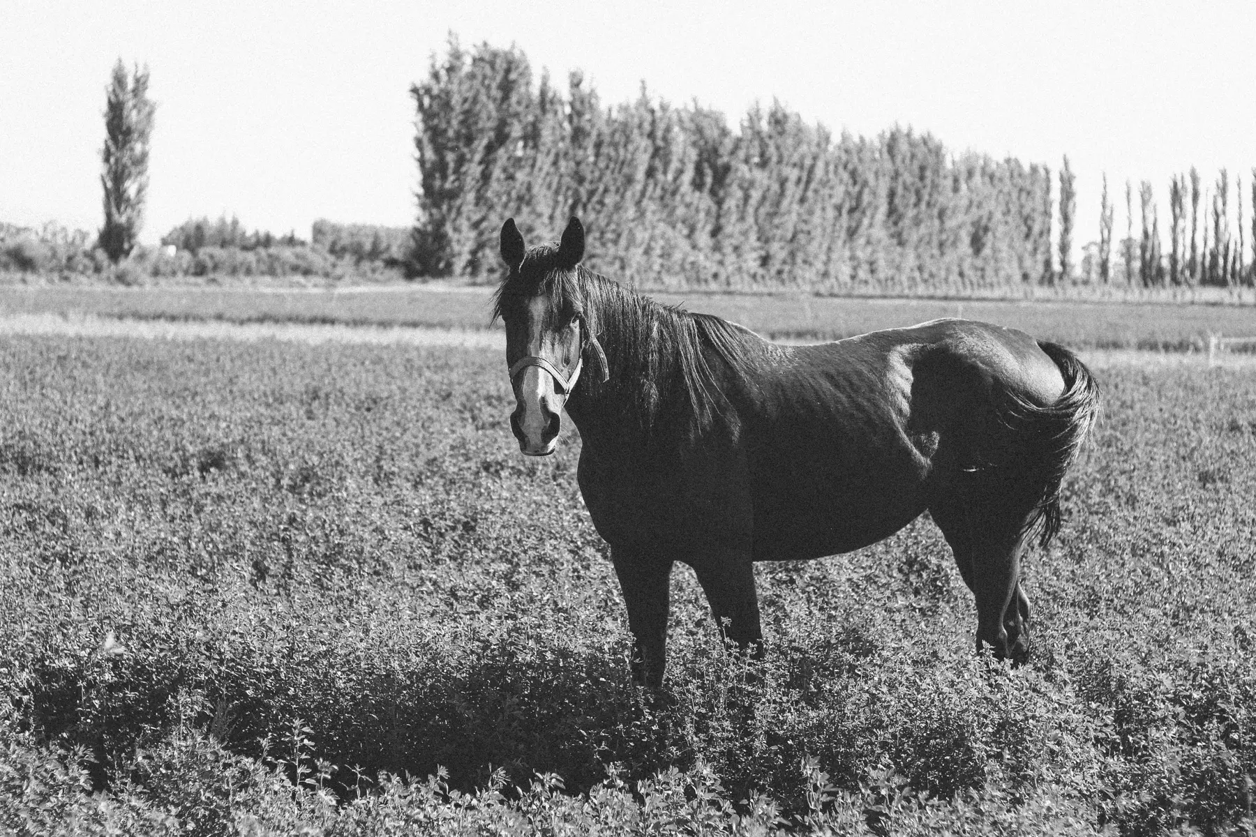 En hest fotograferet i sort-hvid